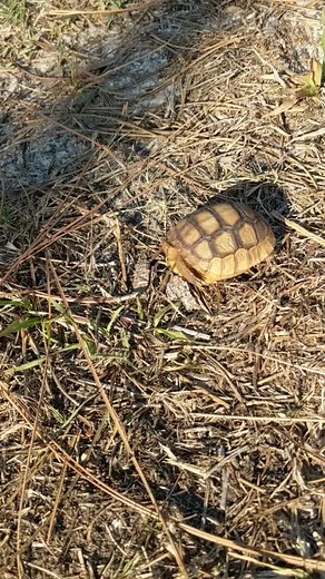 Discovering a Baby Gopher Tortoise Encounter