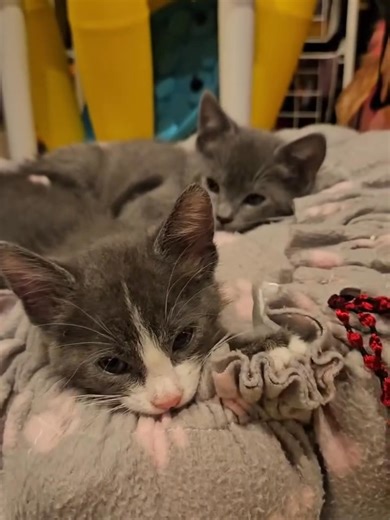 FREE KITTENS ALERT! We've got a whole crew of adorable fur babies looking for their forever homes! These cuties were strays we took in, and now they need a loving family to give them | Free orange kittens in search of homes