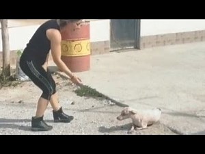 Homeless small dog struggling to survive sick at the streets.