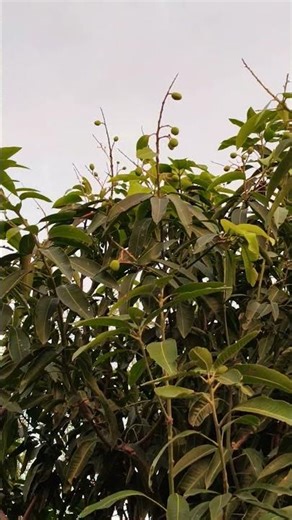 mango flower fruit #ytshorts #youtube #viral#