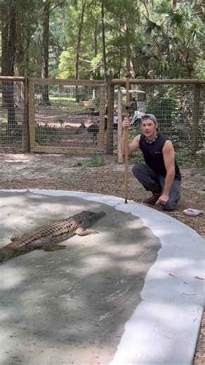 74K views · 2.1K reactions | How long does it take a gator or croc to...