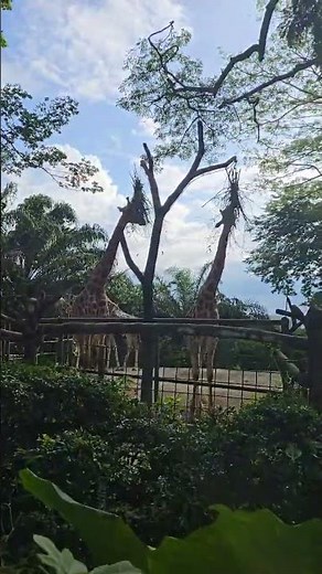 World's tallest Animal - Giraffe at Singapore Zoo #tallest #animals #disney #zoo #zootopia #travel