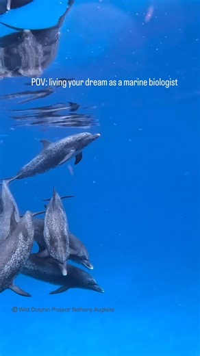 The Wild Dolphin Project on Instagram: "A dream turned into a lifetime of discovery. Dr. Denise Herzing’s work, as founder and director of @wilddolphinproject, reminds us that true science starts with respect—for animals, for ecosystems, and for the ocean itself. Our motto, “in their world, on their terms.” Learn more: www.wilddolphinproject.org Follow us and be sure to tag an ocean lover 💙 🎥 @ocean_bethany"