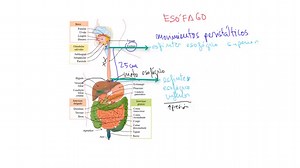 Aparato Digestivo: anatomía y fisiología