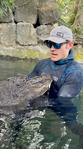 Some mind blowing stats on how pigs are about as close to humans as crocs are to gators! Crocs and gators are often seen as the same thing or at least extremely similar to each other by most people, while people think of themselves as being very different from say a monkey or a pig, but reality is much more surprising! ~~~You can come swim with me and Casper! If you want to come join you can book online now, go to www.crocodilechris.com Let me know if you want to go! Observation and photos only 