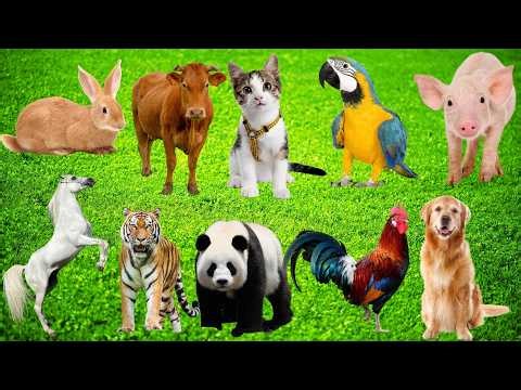 10 Friendliest Animals 🐶🐈🐘: Horse, Cow, Cat, Dog, Rabbit, Pig, Elephant, Sheep –Animals For Children