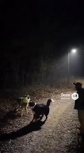 🐻‍❄️ Bernese Dog Protects Hiker from Gray Wolf Attack! 🐺