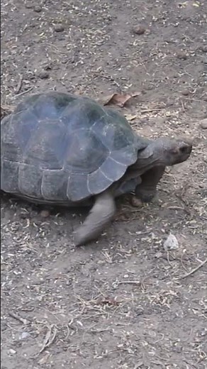 Galapagos Tortoise Habitat #gianttortoise #reptiles #galapagoswildlife