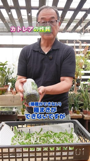 [Orchid] Cattleya seedlings grown via asymbiotic germination [orchid]@seedpot368 #sheath
