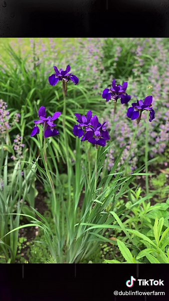 Dublin Flower Farm on TikTok