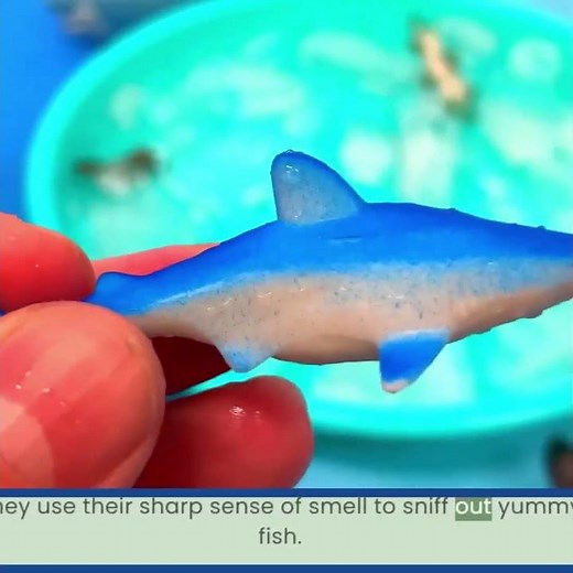 Shark Fun Facts! Its Sharp Sense of Smell! 🦈