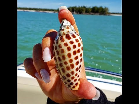 Super RARE Junonia Shell - Florida's Once-In-A-Lifetime Shelling Jackpot