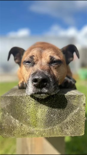 A Fun Day at the Office with My Dog