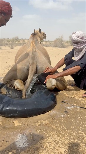 تبريد الجمل بالماء لإنقاذه من حرارة الصحراء الشديدة
