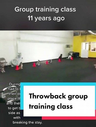 Ive been teaching group training classes for over 20 years. #dogtraining #dogtrainer #dogobedience #puppytiktok #dogtok #positivedogtraining