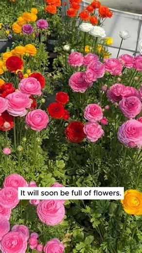 Tips for growing ranunculus #backyardgardening #gardeninglife #vegetablegardening #vegetablegarden #gardeningtips #gardeninglove #organicgardening #gardensofinstagram #gardenideas #urbangardening #gardeningistherapy #gardeninggoals #homegardening #gardeninspiration #lovegardening #gardeningisfun #countrygarden #gardeningmakemehappy #veggiegarden #happygardening | Gardening love