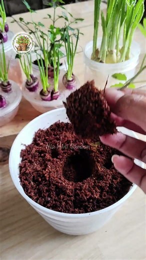 Easy Way to Transplant Tomatoes Without Root Stress #TomatoGrowing #TransplantTips #HealthyRoots