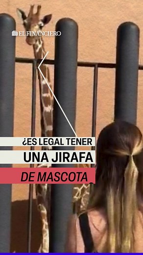 ¿Es legal tener una jirafa como mascota?