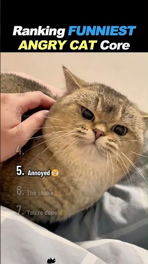 Ranking FUNNIEST ANGRY CAT Core! 😾