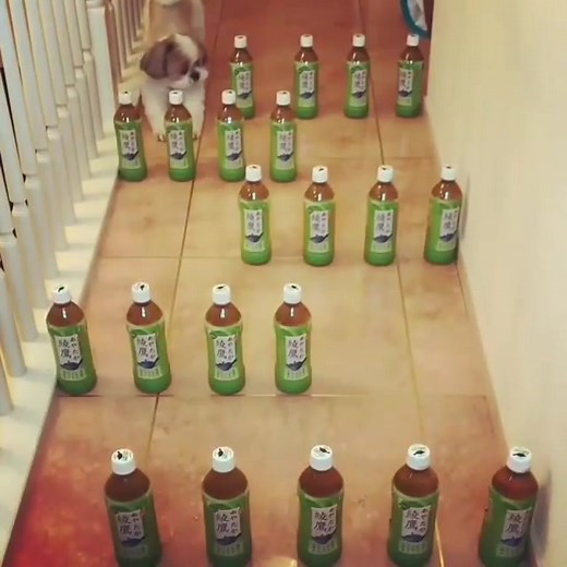 2.9K views · 42 reactions | "Fluff so fine, it should be illegal " | Shihtzu lovers | Facebook