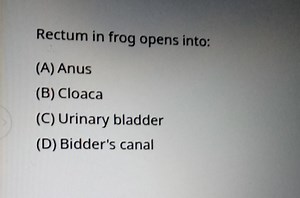Rectum in frog opens into:(A) Anus(B) Cloaca(C) Urinary blad... | Filo