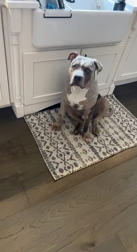 I love receiving puppy updates 🤗 look at this handsome baby boy. Can you belive hes only 9 months !! #americanbully #xl #bigdog #bullylove #bullylife #bluemerle #puppy #puppytricks #puppytraining #puppytraining101 #puppiesoftiktok #americanbullyxl #viral #fypシ