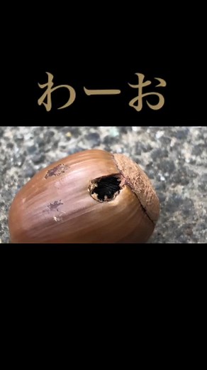 #いもむし #どんぐり 穴開けたらまた糸で塞がれました笑笑