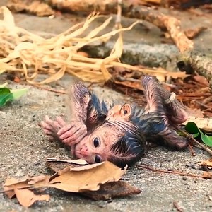 Poor baby newborn baby monkey becomes so weak and needs milk very | Monkey TV