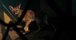 China’s role in poaching and wildlife trafficking in Mexico | Brookings