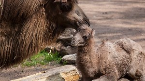 1st Successful Camel Birth at Lincoln Park Zoo Since 1998