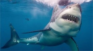 ホオジロザメの生態