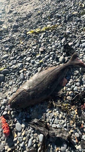 Catching halibut on beach #alaskahalibut #alaska #halibut #fishing
