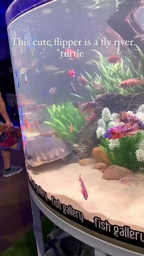 Amazing Pig Nose Turtle in Aquarium - Endemic to Australia