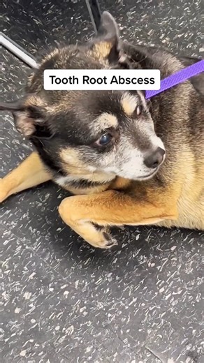 Tooth root abscess. #drtom #veterinarian #vetlife #viral #fyp #foryou #animaldoctor #fypシ #vibes #veterinariansoftiktok #dog #dogsofttiktok #learnontiktok | Thomas Hamilton