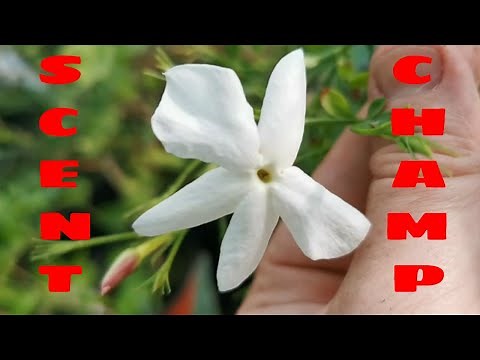 Jasminum grandiflorum, the Royal Jasmine: a champion of fragrance among the most scented plants