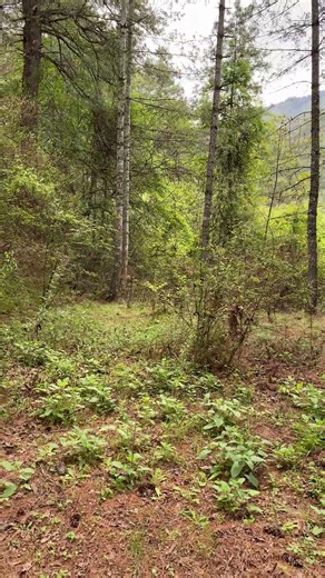 Bhutan Wild Forest 🌲🇧🇹 | Natural Calm Sound Therapy #naturesounds #bhutannature