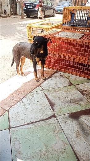 دخل محل الفراخ يطلب طعام 🌹👍#تصوير #اكسبلور #تصويري #ترند #كلاب #مضحك #dog #dogshorts #doglife