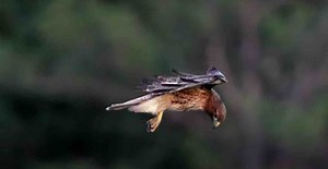Buse à queue rousse. Une vidéo filme le vol fascinant de l'oiseau planant dans le vent