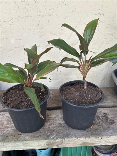 Ti Plant (ships Within Southeastern Region of the U.S. Only) - Etsy