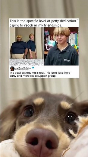 The Bowl Cut Support Group Meeting Is In Session ✂️ #memes #funny #pets