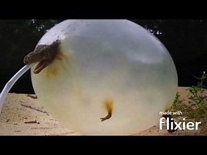 Dino Toy Tank Inflation, but is only the dinosaur