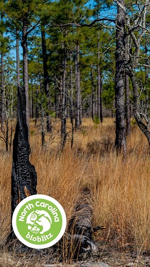 2K views · 38 reactions | ✨ We're exploring a backyard nestled in a...