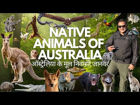Native Animals of Australia
