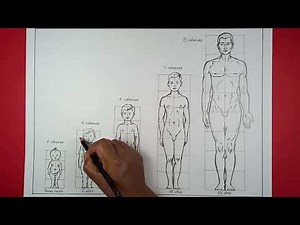 IDEAL PROPORTIONS OF THE HUMAN FIGURE AT DIFFERENT AGES.