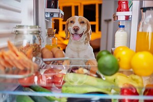 Nom Nom Dog Food Prices in 2024: What to Expect and 4 Cheaper Alternatives