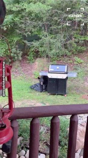 Tennessee man confronts an unexpected intruder in his backyard