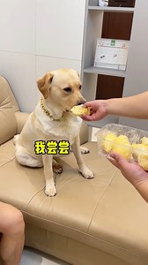 13K views · 401 reactions | I am not a human, but you are a real dog #dog #funny #fun #funnyreels #funnyvideo #pet #puppy #dogsofinstagram #doglover #reelsvideoシ #viralreelsfb #cute #reelsviralfb #funnymeme #smartdog #cutedogs #reelsoftheday | Annie | Facebook