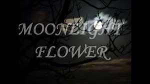 Michael Cretu - Moonlight Flower