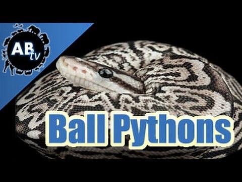 A Closer Look At Ball Python Mutations! : SnakeBytesTV : AnimalBytesTV