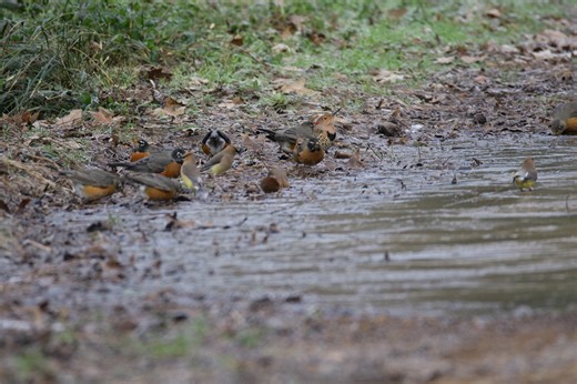 Wheeler Wildlife Refuge Photography | Surprised to see a Northern Flicker, Alabama State Bird, commonly known as "yellowhammer", in a series of pics I took this morning of birds trying to ... | Facebook